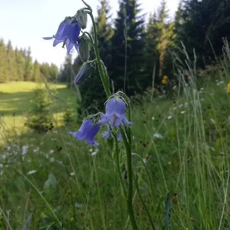 Apartma In Soba Pri Bregarju Apartament Bohinj