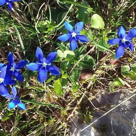 Apartma In Soba Pri Bregarju Bohinj