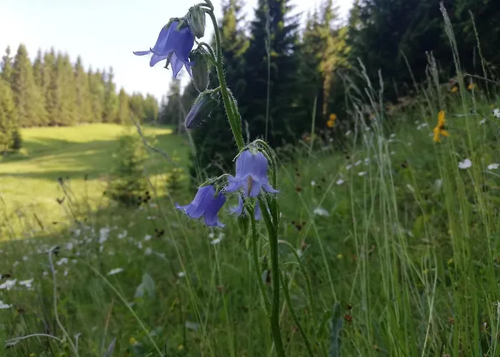 Apartma In Soba Pri Bregarju דירה בוהין