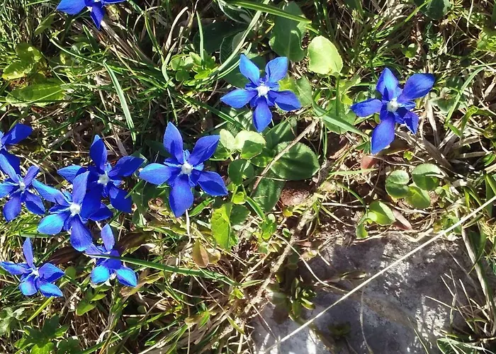 Apartma In Soba Pri Bregarju Bohinj